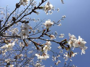 38D559CA-A4A3-4BEA-B1C6-EB1723EC379E